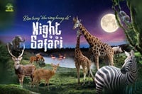 night Safari